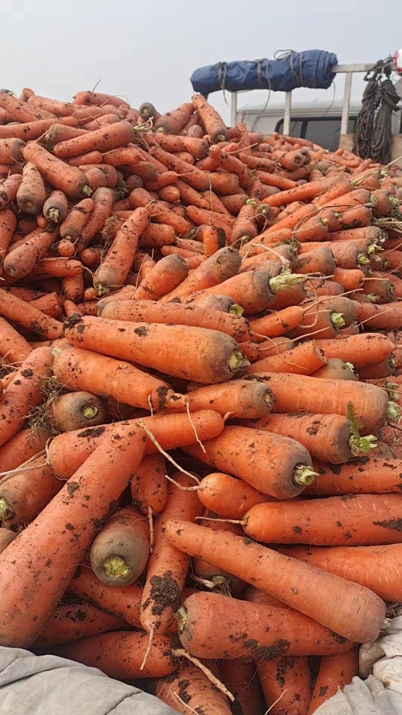 精品红萝卜产地直发条形好光泽亮，可按需包装电商货市场货