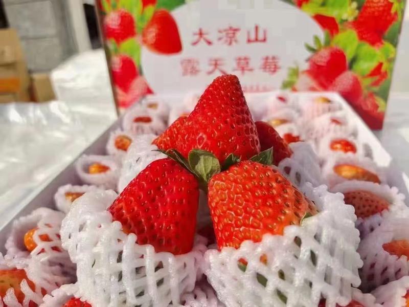 大凉山露天草莓大量上市产地直发一手货源质量保证