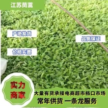 【精品】茼蒿河北大量现货供应量大价优欢迎全国老板来电咨询