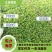 【精品】茼蒿河北大量现货供应量大价优欢迎全国老板来电咨询