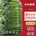 【精品】大叶香菜河北现货供应批发量大价优欢迎各位老板光临