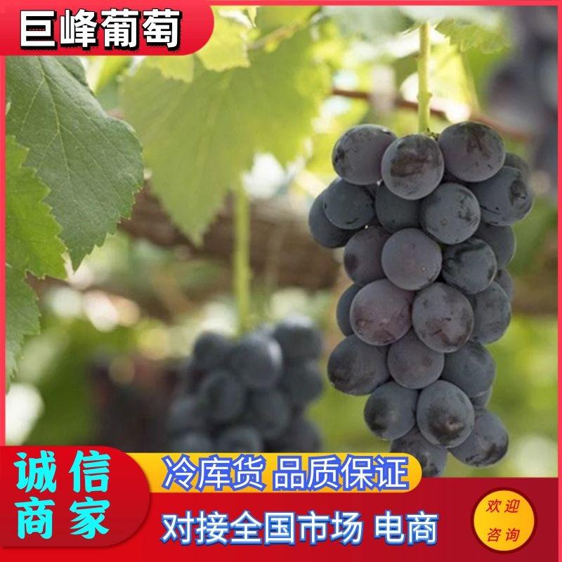 【热卖】河北葡萄巨峰葡萄货源充足全国发货品质保证