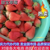 【热卖】草莓济南甜宝草莓大量供应品质保证欢迎咨询