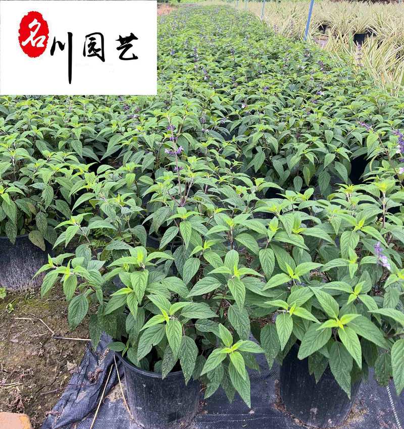 供应新品花卉玫瑰羊毛鼠尾草成都草花批发专营价低物美