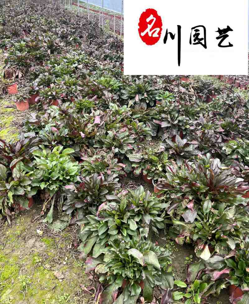 成都钓钟柳花卉种植基地直供一手货源优质花境花坛草花