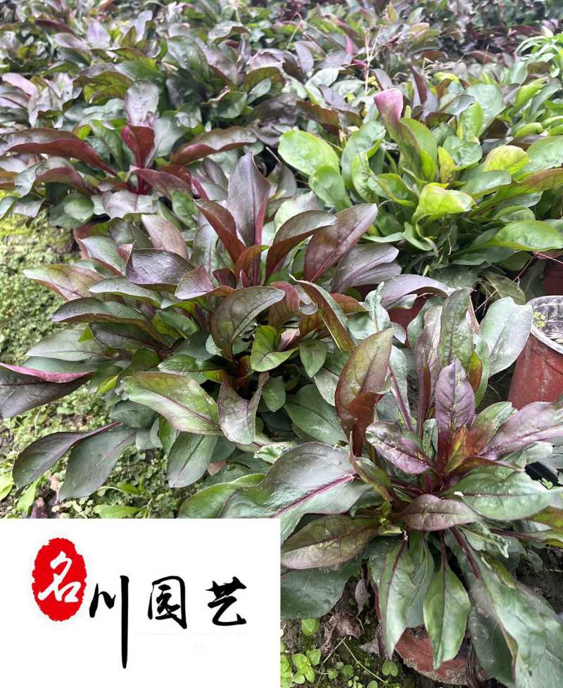 成都钓钟柳花卉种植基地直供一手货源优质花境花坛草花