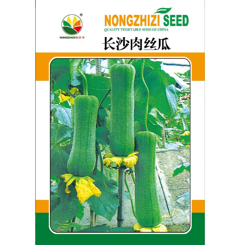 早熟短棒肉丝瓜种子耐热长沙肉丝瓜大田用种