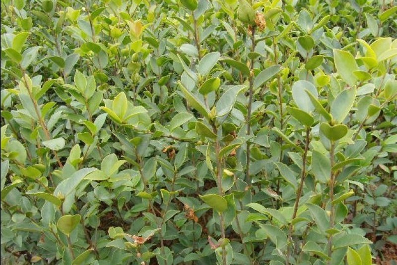 实生油茶苗，品质保证，产地直发，欢迎来电咨询