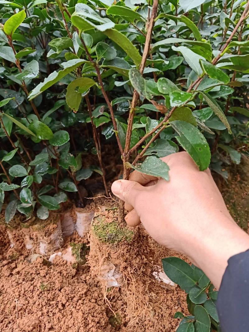 实生油茶苗，品质保证，产地直发，欢迎来电咨询
