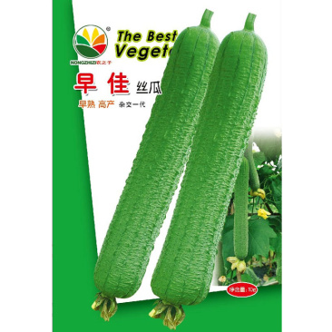 皱皮丝瓜种子杂交早熟肉丝瓜青皮皮薄耐老大田种植