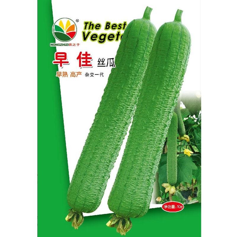皱皮丝瓜种子杂交早熟肉丝瓜青皮皮薄耐老大田种植