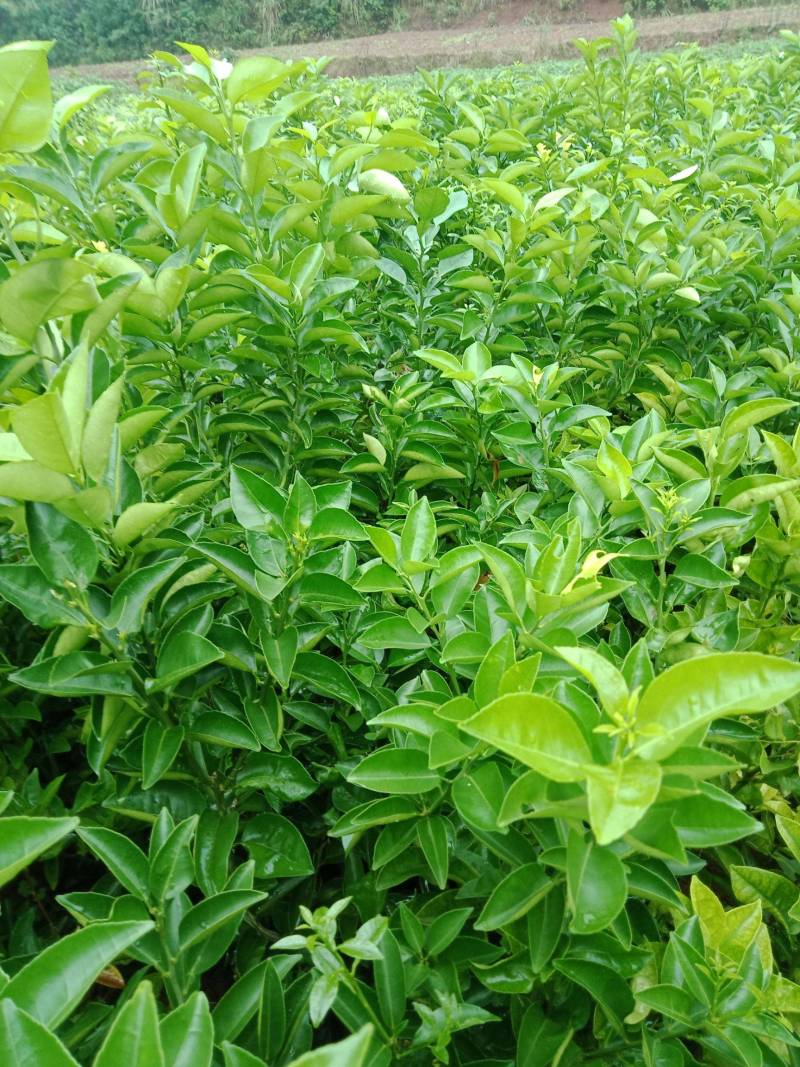 药用枳壳苗，品质保证，产地直发，欢迎来电咨询