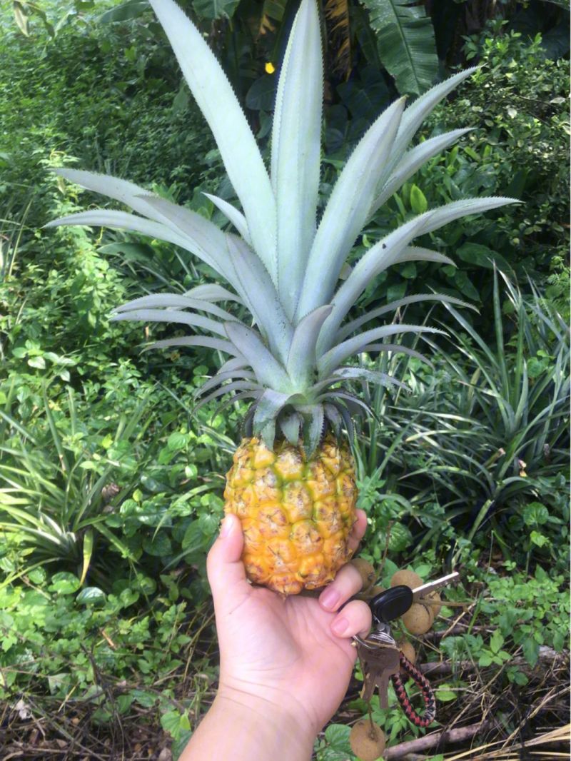 菠萝湛江徐闻产地直发新鲜货源充足量大从优欢迎电联沟通