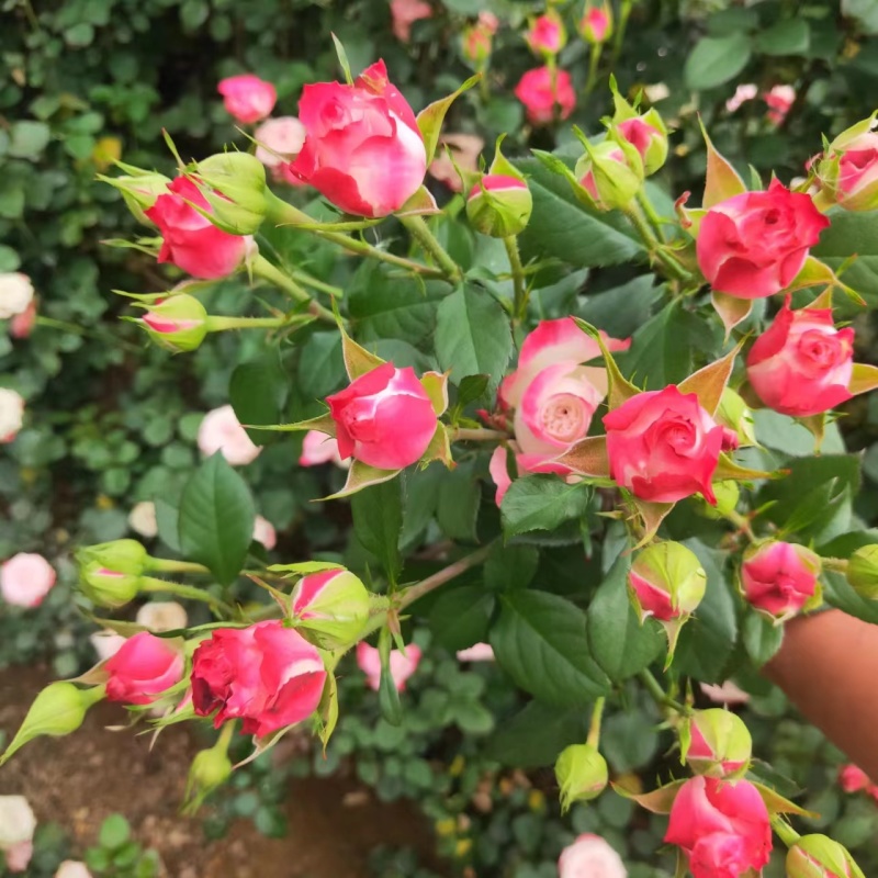 骄傲玫瑰花苗，产地直发量大从优货源充足欢迎咨询