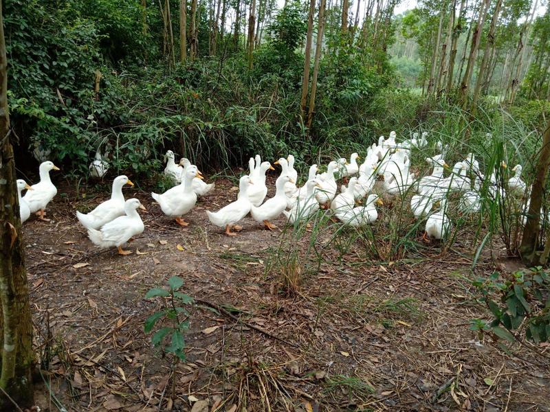 旱养白鸭，均重7.5，三块多，长期有货，欢迎来电咨询