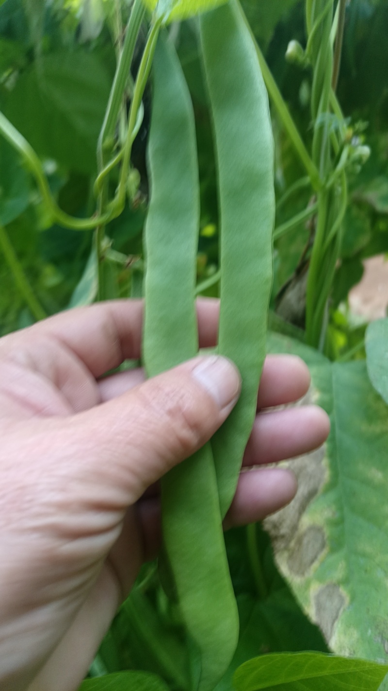 德州精品扁青芸豆，产地直发，保质保量，欢迎老板选购。