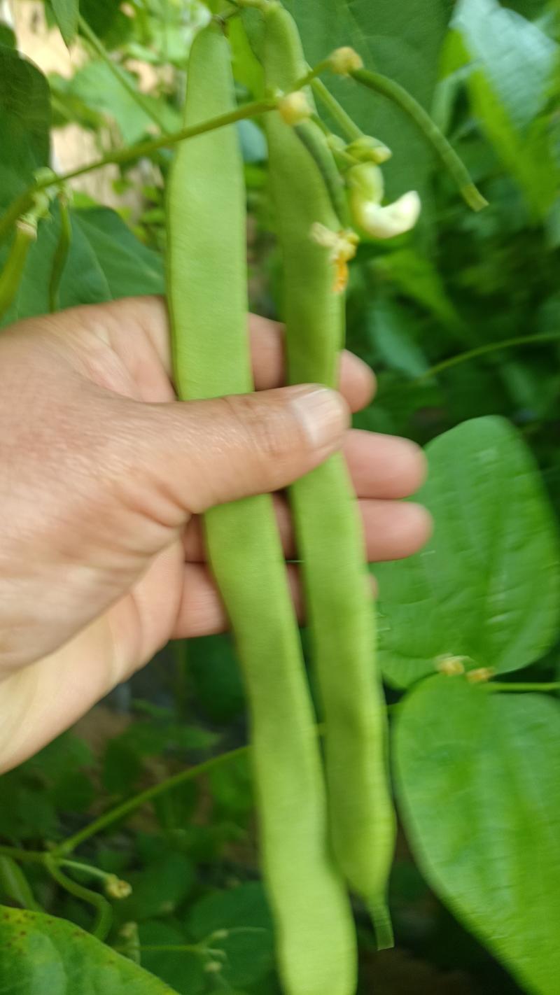 德州精品扁青芸豆，产地直发，保质保量，欢迎老板选购。