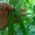 德州精品扁青芸豆，产地直发，保质保量，欢迎老板选购。