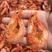 【HOT】优质供货电商即食烤虾50g对虾干全国代发价格优
