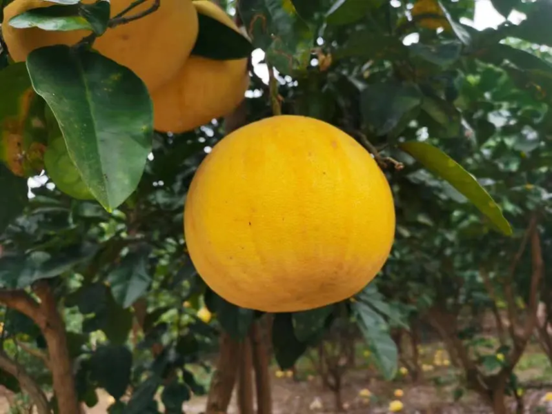 柚子，贵州蜜柚，量大价优，支持一件代发，对接全国市场