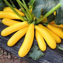 金满园香蕉西葫芦种子易种植好管理口感脆嫩可生吃优质良种