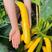 金满园香蕉西葫芦种子易种植好管理口感脆嫩可生吃优质良种