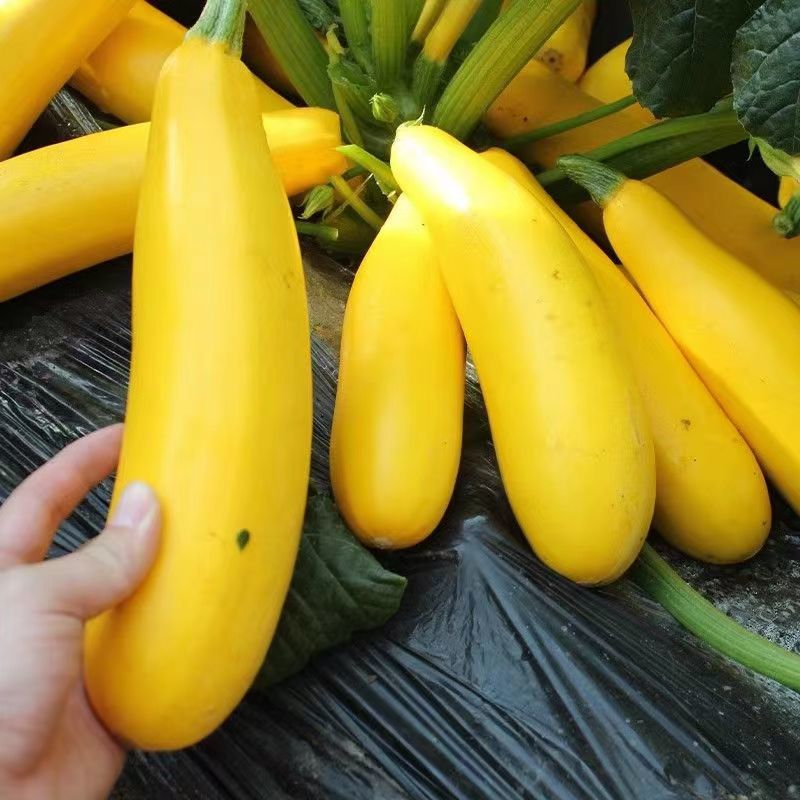 金满园香蕉西葫芦种子易种植好管理口感脆嫩可生吃优质良种
