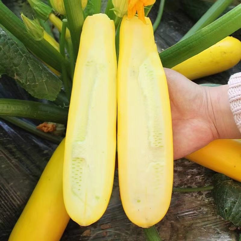 金满园香蕉西葫芦种子易种植好管理口感脆嫩可生吃优质良种