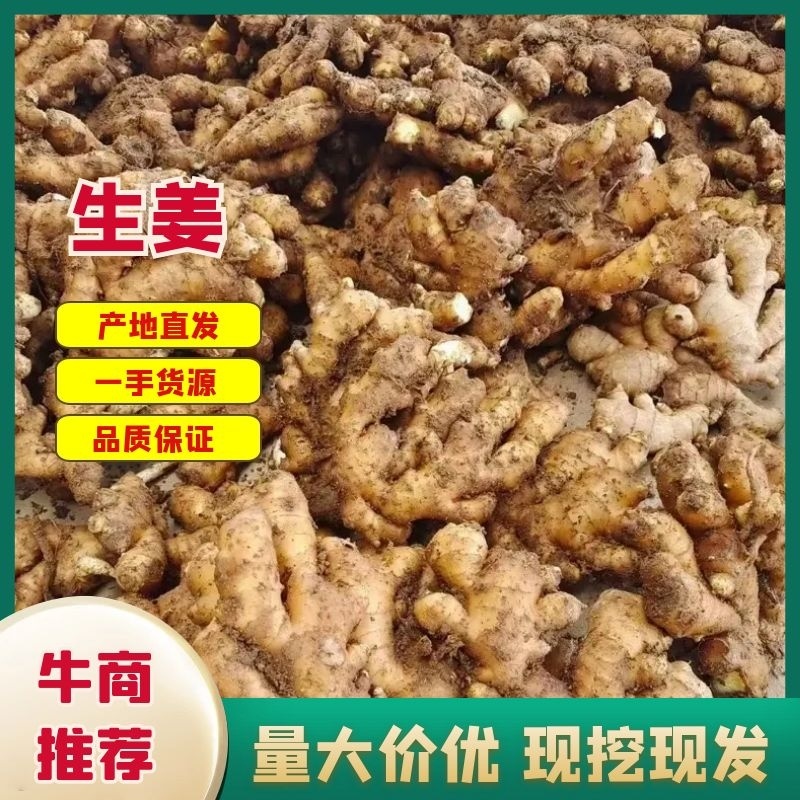昌邑大姜大量上市对接商超批发市场欢迎来电视频看货