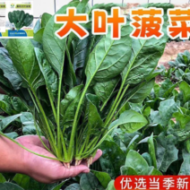 大叶菠菜种子四季易种原生态菠菜籽种子抗病耐热耐寒越冬蔬菜