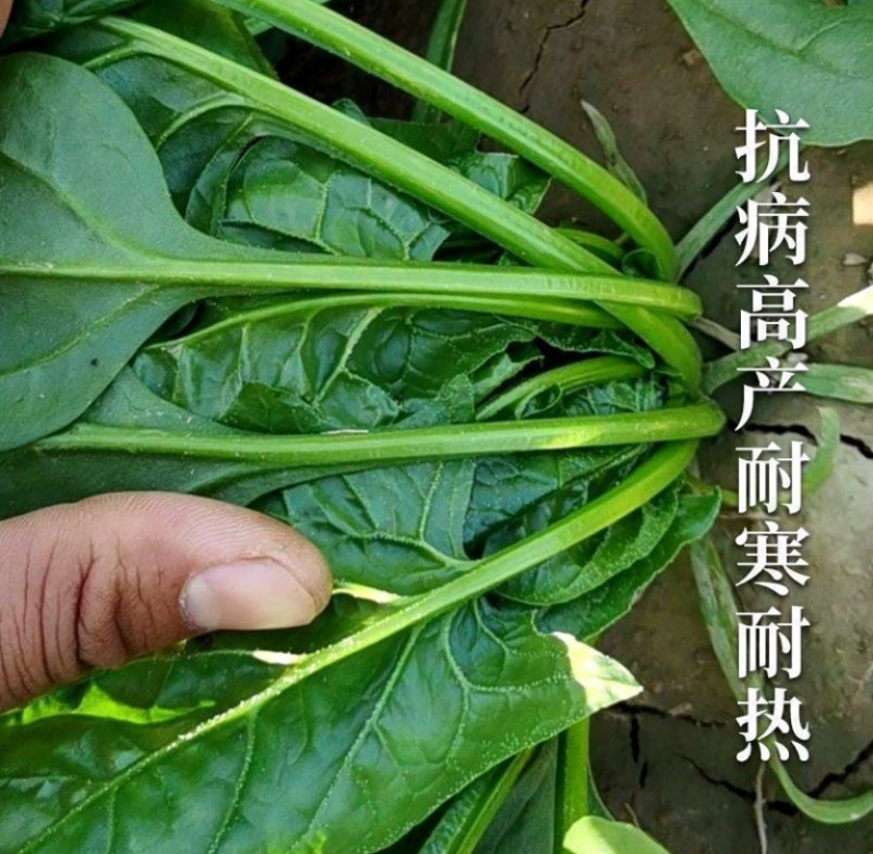 大叶菠菜种子四季易种原生态菠菜籽种子抗病耐热耐寒越冬蔬菜