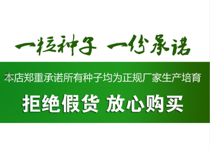 大叶菠菜种子四季易种原生态菠菜籽种子抗病耐热耐寒越冬蔬菜