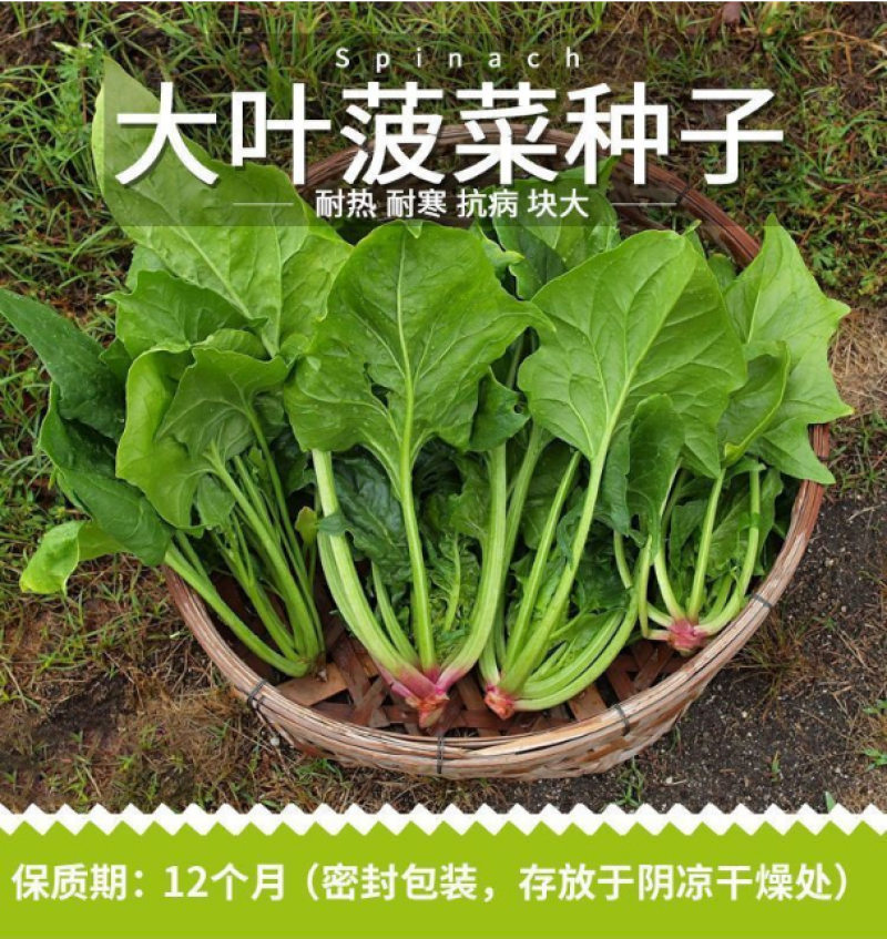 大叶菠菜种子四季易种原生态菠菜籽种子抗病耐热耐寒越冬蔬菜