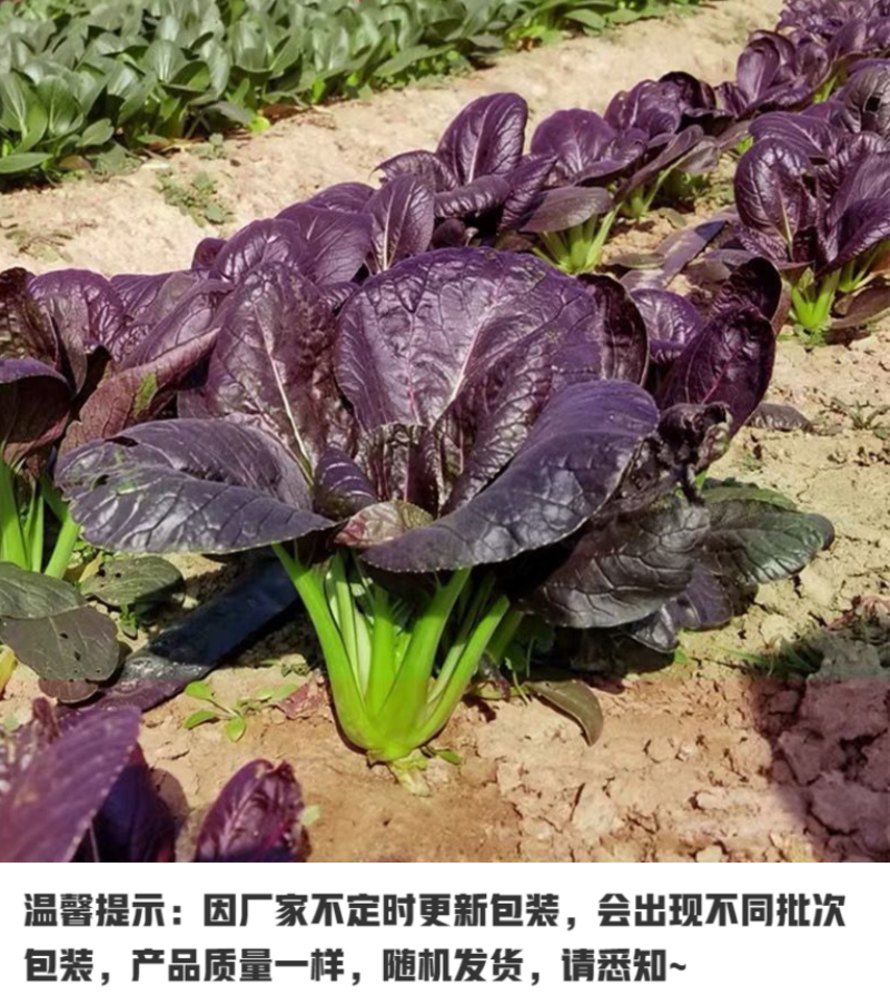 紫妃青菜种子紫油菜上海青精品苏州青产量高耐热耐寒四季种植