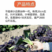 紫妃青菜种子紫油菜上海青精品苏州青产量高耐热耐寒四季种植
