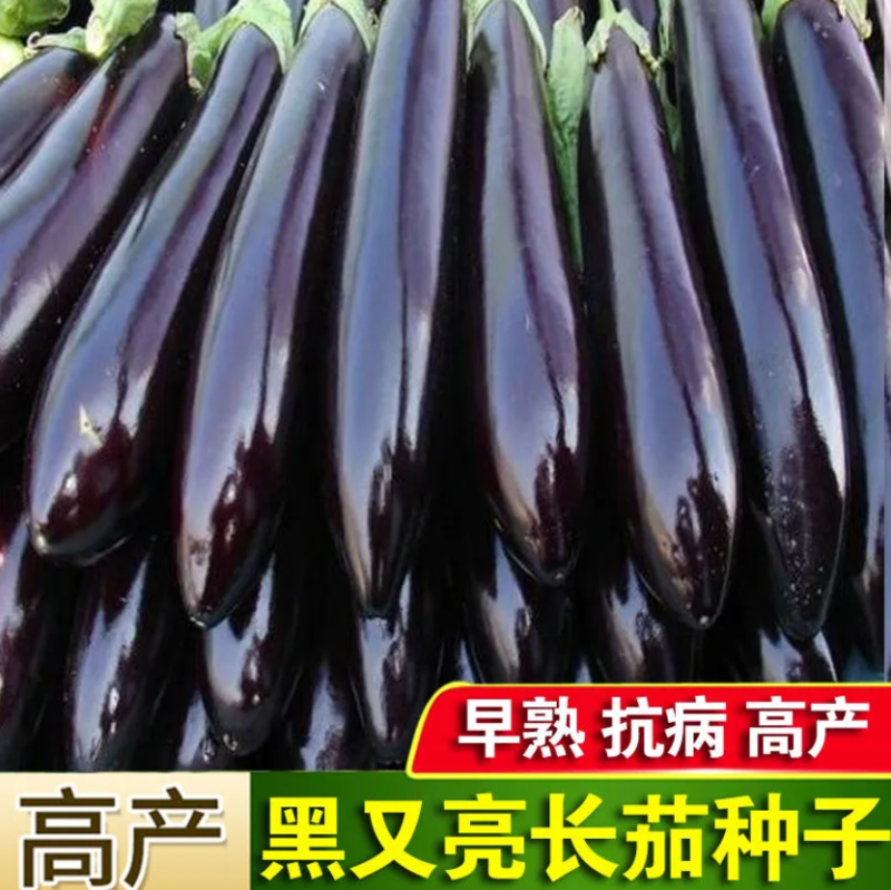 长茄种子产量高黑长茄子种子紫线茄农家田园盆栽蔬菜种子