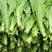 河北精品油麦菜产地直发质量保证对接各大市场超市电商