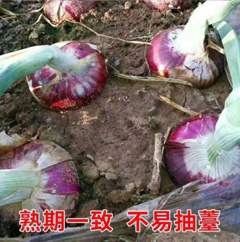 四季红皮洋葱种子特大紫皮圆葱盆栽阳台高产蔬菜种籽早熟耐寒