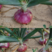 四季红皮洋葱种子特大紫皮圆葱盆栽阳台高产蔬菜种籽早熟耐寒