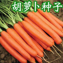 日本坂田红胡萝卜杂交种红心胡萝卜种子红色胡萝卜种籽红