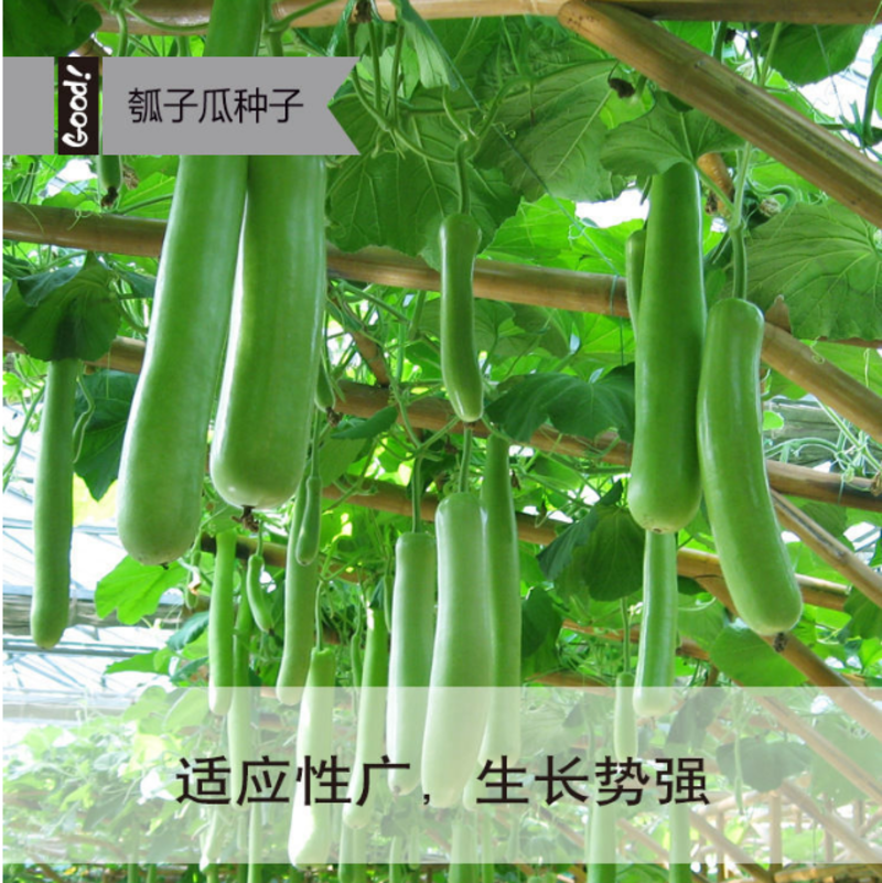 长瓠瓜种籽蒲瓜水瓜种子农家田园春季夏季青菜种子蔬菜瓠子瓜