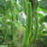 长瓠瓜种籽蒲瓜水瓜种子农家田园春季夏季青菜种子蔬菜瓠子瓜