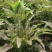【推荐】四川红叶莴苣货源充足质量保证欢迎来电