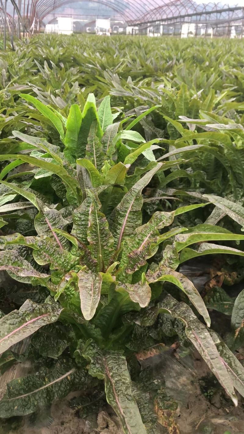 【推荐】四川红叶莴苣货源充足质量保证欢迎来电