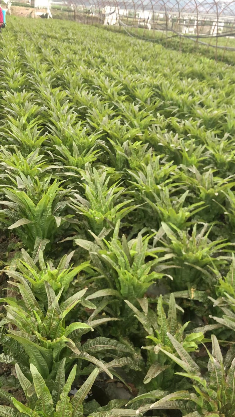 【推荐】四川红叶莴苣货源充足质量保证欢迎来电