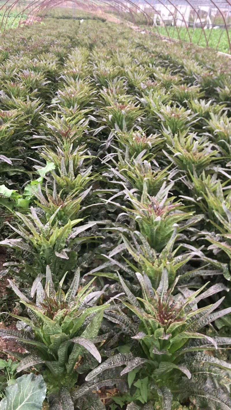 【推荐】四川红叶莴苣货源充足质量保证欢迎来电