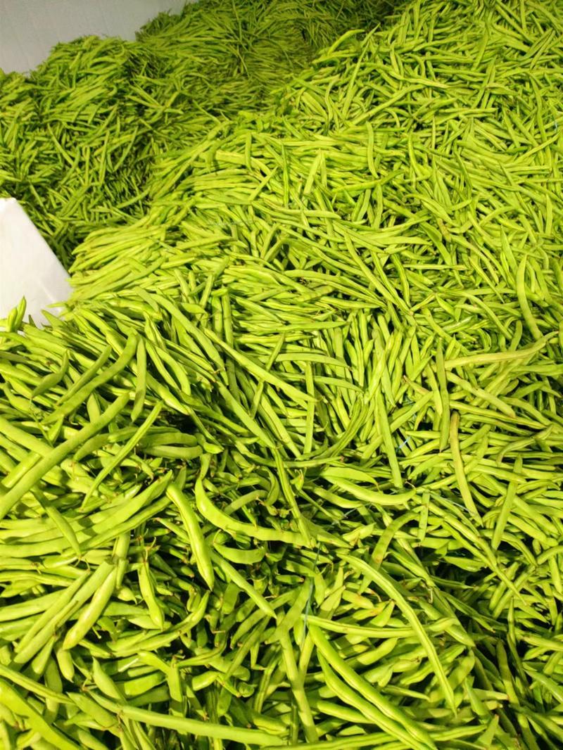 【精品四季豆】云南产地直供质量上乘一手货源对接商超市场