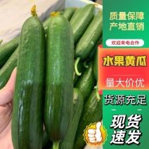 【实力推荐】山东精品水果黄瓜小黄瓜大量货源对接全国市场