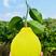 广西沙田柚一手货源对接全国市场大型商超保质保量