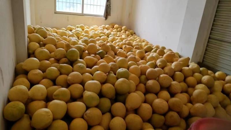 广西沙田柚一手货源对接全国市场大型商超保质保量